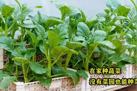 在家种菜很容易：用塑料筐代替菜园，既干净卫生又非常实用的方法视频封面