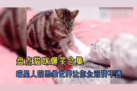 盘点猫咪爆笑合集，喵星人的思维世界让你永远猜不透，笑得肚子疼