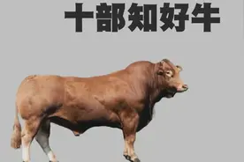 新手养牛认清十个部位，让你养好牛，选肉牛小妙招视频封面