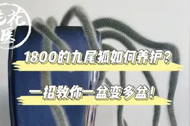 1800的九尾狐如何养护？一招教你一盆变多盆！九尾狐养护分享视频封面