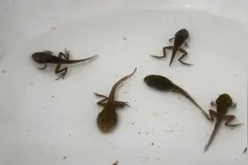 蝌蚪变成青蛙全过程视频封面