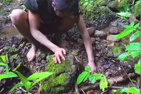 独自在荒野求生，冬天如何在野外森林里寻找食物视频封面