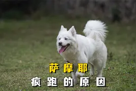 萨摩耶疯跑的4大原因，宠主别再误会了！