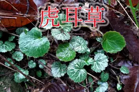 虎耳草称为“万能解毒草”，别名“老虎耳”，农村稀缺地方难找到视频封面