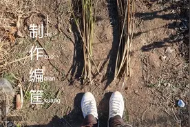 编筐：北方地区也有一种编织篮筐的植物，这种植物叫什么来着？视频封面