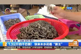 1.3公斤的干巴菌！快来木水花看“菌王”视频封面