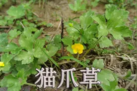 “猫爪草”原来长样！常当成野草对待，您知道有什么用吗？视频封面