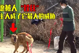 狗狗不愿被人“拴住”，主人成了它最大的威胁，最后太让人暖心了视频封面