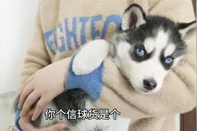 二哈打扰男子睡觉被主人狂踢，狗狗跑女主怀里告状委屈的像个孩子视频封面