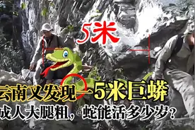 蛇最长能活多少岁？云南又发现一5米长巨蟒，推测有30年蛇龄视频封面