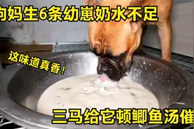狗妈生6条幼崽奶水不足，三马给它顿鲫鱼汤催奶，这伙食比人都好视频封面