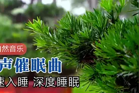 快速入睡，大自然白噪音大雨声深度睡眠，5分钟婴儿催眠曲深睡眠视频封面