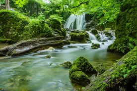 独坐池塘如虎踞，绿荫树下养精神视频封面