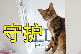 养了一只粘人的小猫，走哪跟哪，猫咪：我要保护你