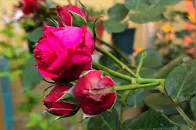 藤本月季红龙，一场春雨过后，又“原形毕露”了视频封面