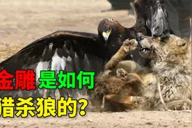 罕见！金雕捕杀野狼，狼被金雕的利爪刺穿，金雕真是狼的天敌？视频封面