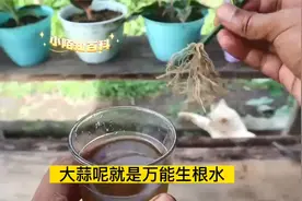 大蒜就是“万能生根水”，花卉枝条泡一泡，生根快又多！