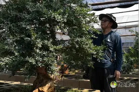 放养中的黄杨盆景！如何栽培黄杨？弄清楚生长习性非常重要！视频封面