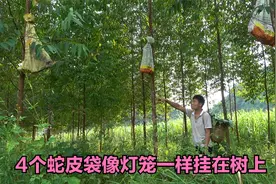 山上看到4个蛇皮袋，像灯笼一样挂在树上，好奇心打开看看有什么视频封面