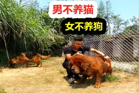 “男不养猫，女不养狗”老祖宗古语内涵很多人不懂，一次说清楚视频封面