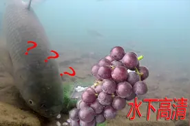 葡萄打窝，钓草鱼，你觉得怎么样？