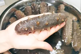 这才是海参泡发的正确做法，简单实用又卫生，营养不流失，涨知识视频封面