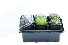 多肉植物玉露闷养的好处你知道吗？