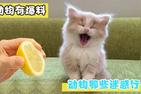 猫咪爆笑合集，喵星人的思维让你永远猜不透，笑得肚子疼!!