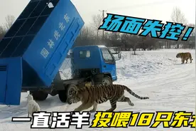 一头活羊被投喂18只东北虎，车门打开一刻场面瞬间失控，太震撼！视频封面
