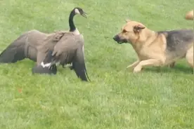 作死大鹅跟狗打架，主人在旁边根本拉不开，主人：谁输了就下锅视频封面