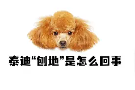 原来泰迪刨地，是为了这几件事！