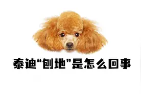 原来泰迪刨地，是为了这几件事！视频封面