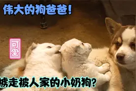 公狗在外生了小狗，担心小狗在外面受苦，小狗一断奶就将其带回家