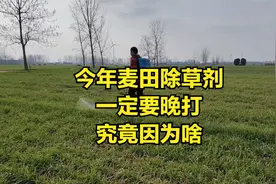 今年麦田除草剂一定要晚打，究竟是啥原因，啥时间打最合适视频封面