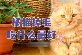 橘猫吃什么可以减少掉毛？这几种食物超级好！视频封面