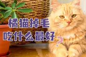 橘猫吃什么可以减少掉毛？这几种食物超级好！视频封面