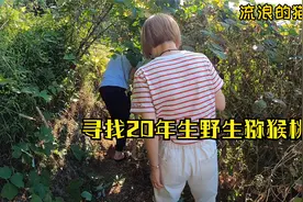 听说野生猕猴桃根能缓解我爸爸的病情，女司机进大山里找药材去啦视频封面