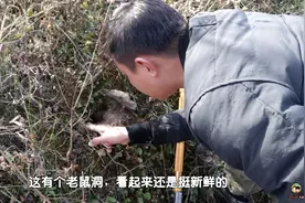 田坎上发现一个新鲜老鼠洞，连灌3桶水下去，是个啥情况！视频封面