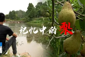 男子7岁被拐，家乡的一棵梨树，让他27年后终于与亲人团聚视频封面