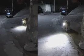 下晚班回家路太黑，主人监控喊话让狗子来接，无障碍交流萌化网友视频封面