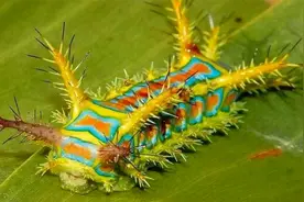 农村常见的害虫“洋辣子”是什么？为啥还卖那么贵视频封面