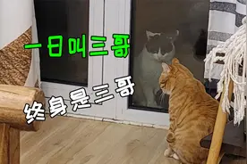 自从领养了胖橘，院子里的黑白猫天天来串门