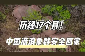 历经17个月，中国流浪大象安全回家。外国网友：太可爱了！视频封面