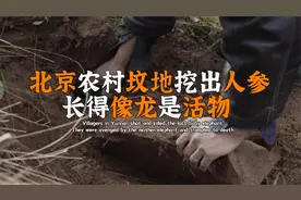 北京农村坟地挖出人参，有龙相貌的活物，村民吓的不敢挖？视频封面