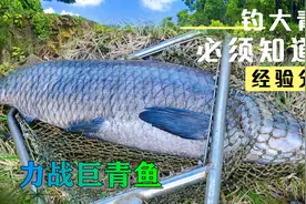 冬季青鱼难钓，掌护抛饵与抛竿频率，饵没下沉到底青鱼抢饵上钩了视频封面