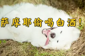 萨摩耶咬破10斤白酒桶，把自己灌醉，这狗子太任性了！视频封面
