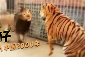 狮子传入中国2000年，竟然有分布？和老虎一起混饭吃