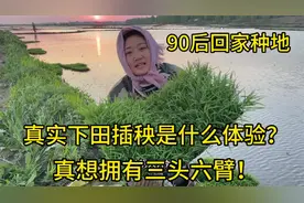 90后女孩回家种地，真实下田插秧是什么体验？真想拥有三头六臂！视频封面