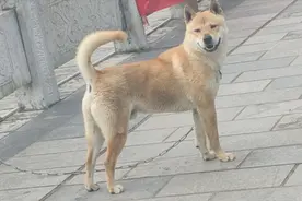 这条土狗腿长而且脖子也长，老人都说这才是纯种中华田园犬