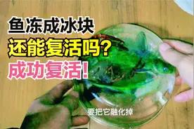 农村人把鱼和小龙虾放进冰箱冷冻8小时成冰块，抢救复活成功